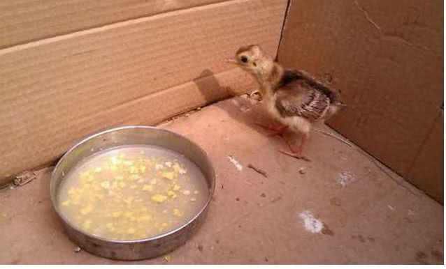 农民见到孔雀蛋!(图3) 农民见到孔雀蛋!(图3)