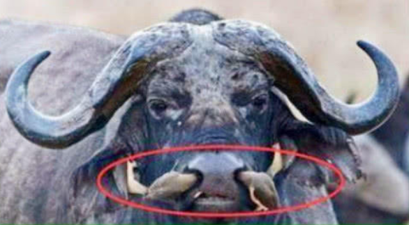 男子野外看到黑鼻上有异样,拍照拿去问村民后,村民解释瞬间明白了(图1) 男子野外看到黑鼻上有异样,拍照拿去问村民后,村民解释瞬间明白了(图1)