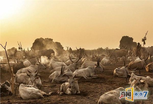 往身上涂牛粪,用牛尿洗头,这个部落的生活每天如此(图6) 往身上涂牛粪,用牛尿洗头,这个部落的生活每天如此(图6)