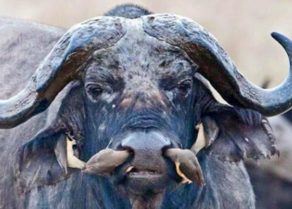 男子野外看到黑鼻上有异样,拍照拿去问村民后,村民解释瞬间明白了(图2) 男子野外看到黑鼻上有异样,拍照拿去问村民后,村民解释瞬间明白了(图2)